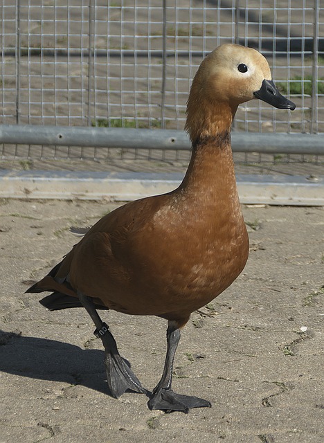 大人物